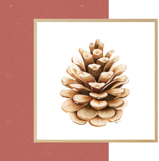 Pomme de pin